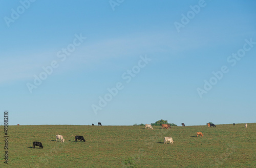 Extensive beef cattle breeding fields in the State of Rio Grande do Sul Brazil