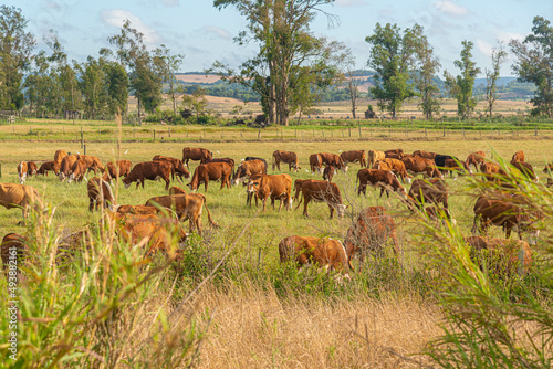 Extensive beef cattle breeding fields in the State of Rio Grande do Sul, Brazil
