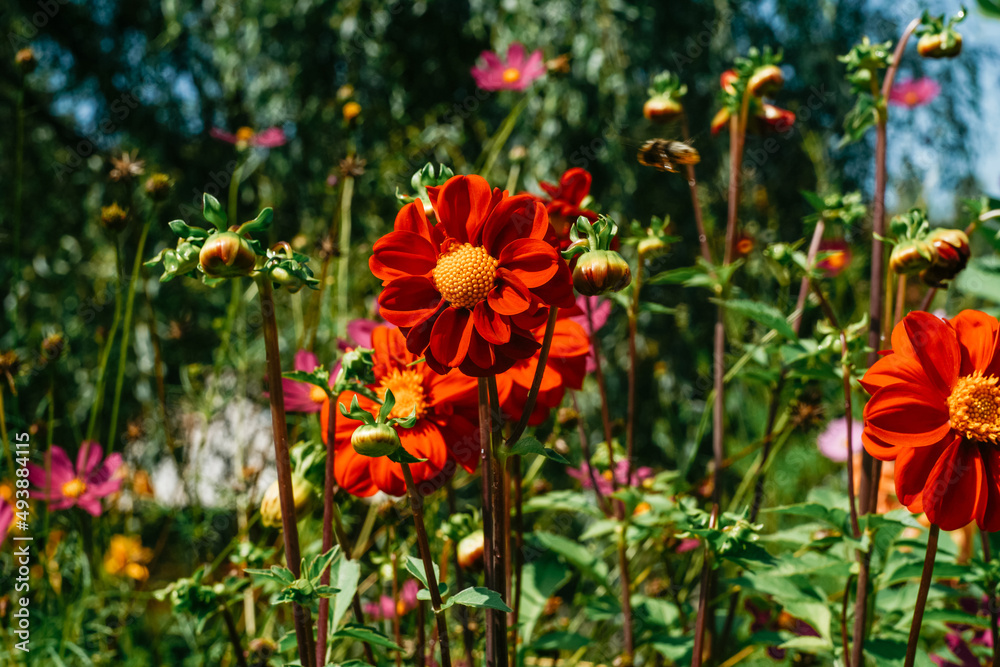 Flowers front view, beautiful festive natural background. Flowers front view, beautiful festive natural background.