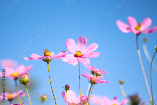 Fototapeta Naklejka Na Ścianę i Meble -  Ligh pink cosmos bipinnatus flowers with yellow pollen blooming in garden on bright blue sky background