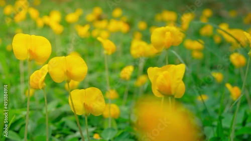 Dolly shot Pinto peanut fresh green leafs and tiny yellow flowers