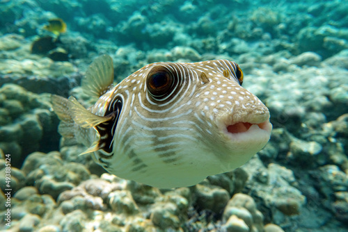 White-spotted puffer on coral reef,Red sea