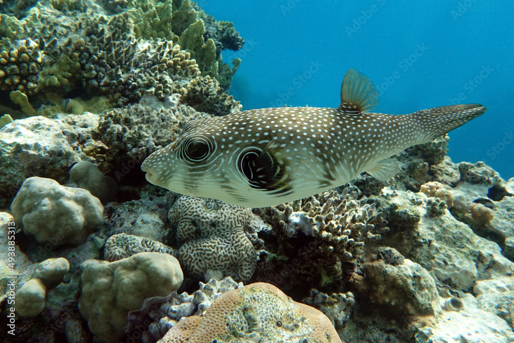 White-spotted puffer on coral reef,Red sea White-spotted puffer on coral reef,Red sea