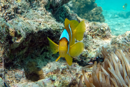 Red sea clown fish - Amphiprion bicinctus