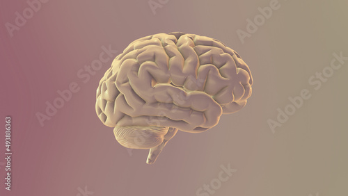 3d medical background with brain