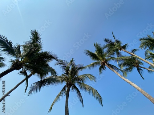 beach and sea, Holiday and vacation, nice tropical beach with palms, White clouds with blue sky