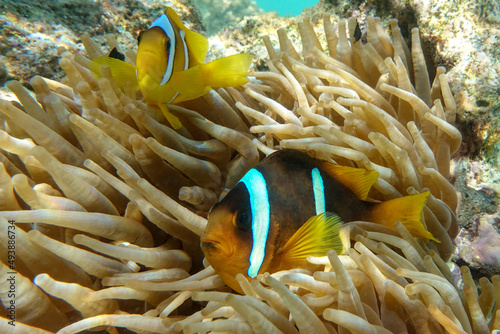 Red sea clown fish - Amphiprion bicinctus,