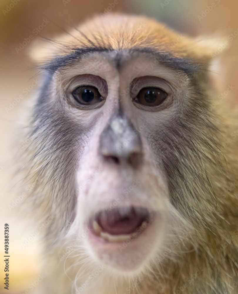 Obraz premium Monkey portrait in the zoo.