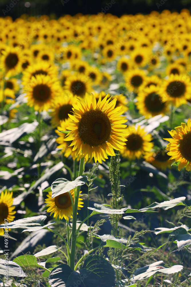 Fototapeta premium Each sunflower has a different face