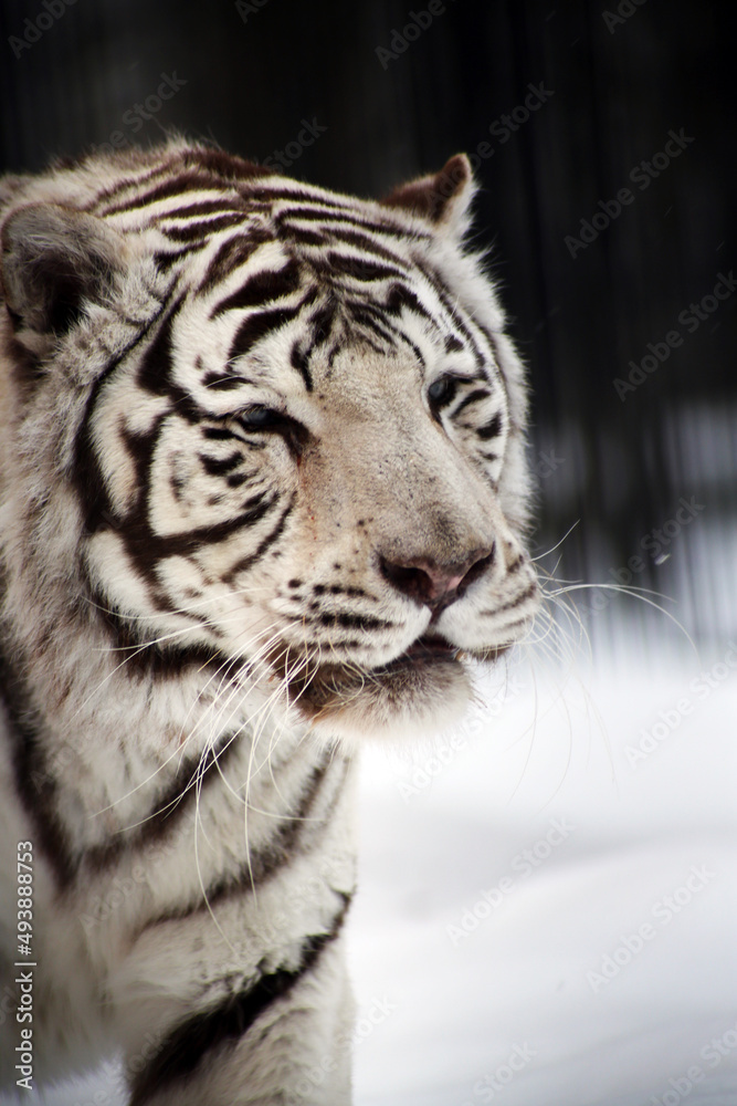 close up portrait of white tiger walking in snow close up portrait of white tiger walking in snow