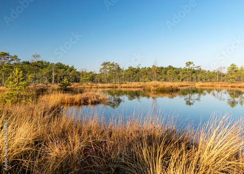 blue sky is reflected in a calm bog lake, bog pines surround the lake shore, bog-specific plants, grass, moss lichens, autumn colors