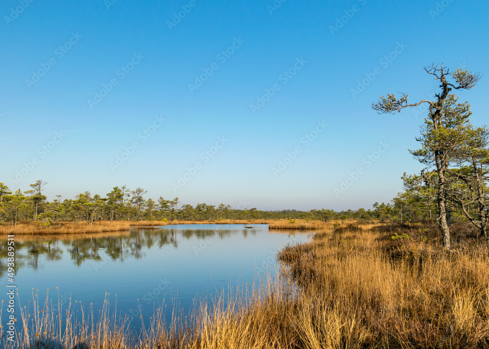 blue sky is reflected in a calm bog lake, bog pines surround the lake shore, bog-specific plants, grass, moss lichens, autumn colors