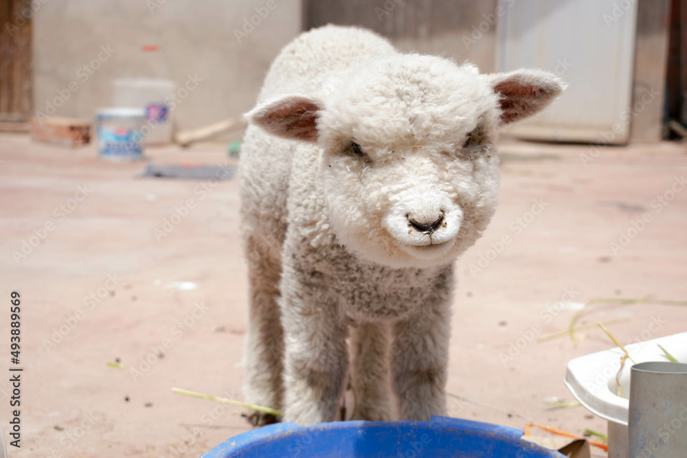 Obraz premium sheep pet farm house cusco