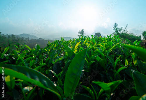 Beautiful green tea garden image from Wayanad tea plantation
