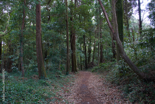 Fototapeta krajobraz jesień droga wiejski park