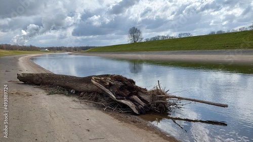 Weiße Elster