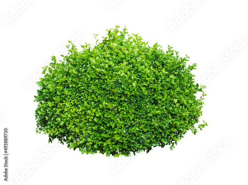 Green bush isolated on white background