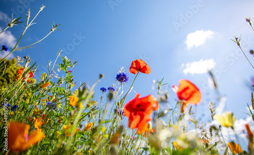 Coquelicot et fleur de printemps dans les champs au soleil.