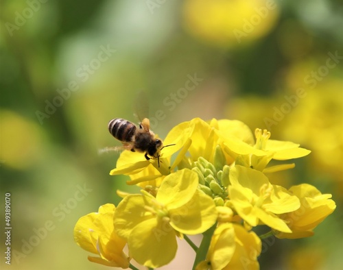 黄色い花に止まる蜜蜂