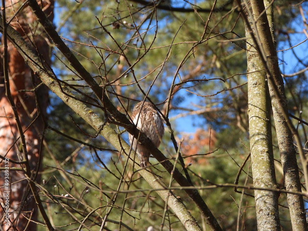 The Eurasian pygmy owl (Glaucidium passerinum) is the smallest owl in Europe. It is a dark reddish to greyish-brown, with spotted sides and half of a white ring around the back of the neck. The Eurasian pygmy owl (Glaucidium passerinum) is the smallest owl in Europe. It is a dark reddish to greyish-brown, with spotted sides and half of a white ring around the back of the neck.