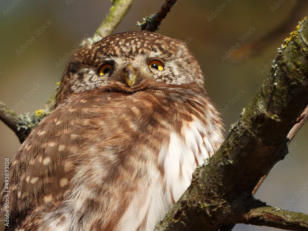 Obraz premium The Eurasian pygmy owl (Glaucidium passerinum) is the smallest owl in Europe. It is a dark reddish to greyish-brown, with spotted sides and half of a white ring around the back of the neck.