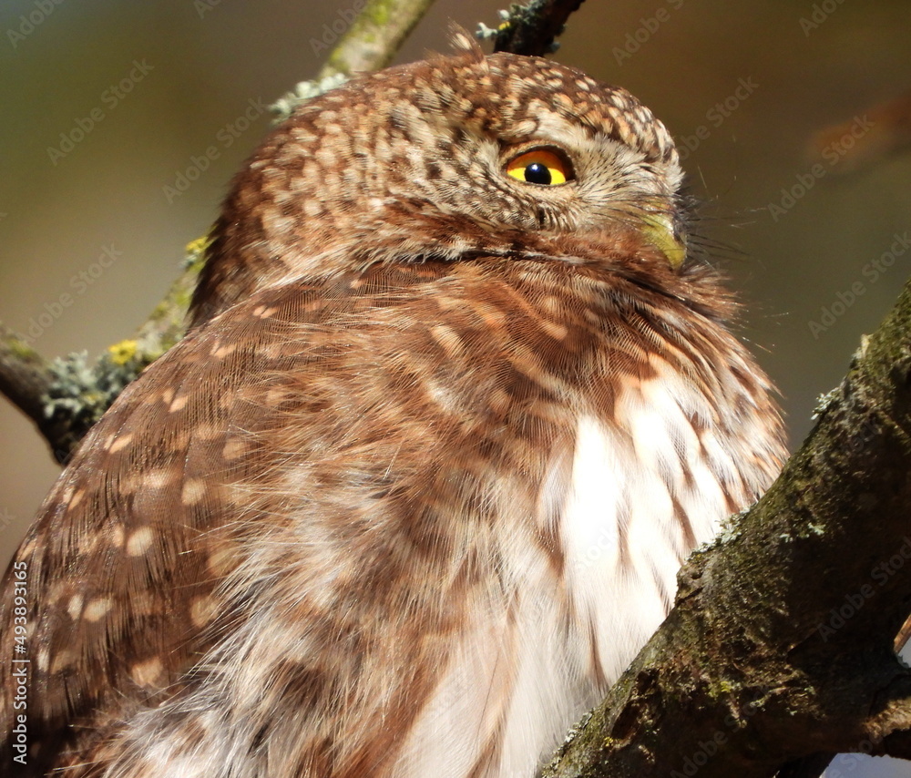 Obraz premium The Eurasian pygmy owl (Glaucidium passerinum) is the smallest owl in Europe. It is a dark reddish to greyish-brown, with spotted sides and half of a white ring around the back of the neck.