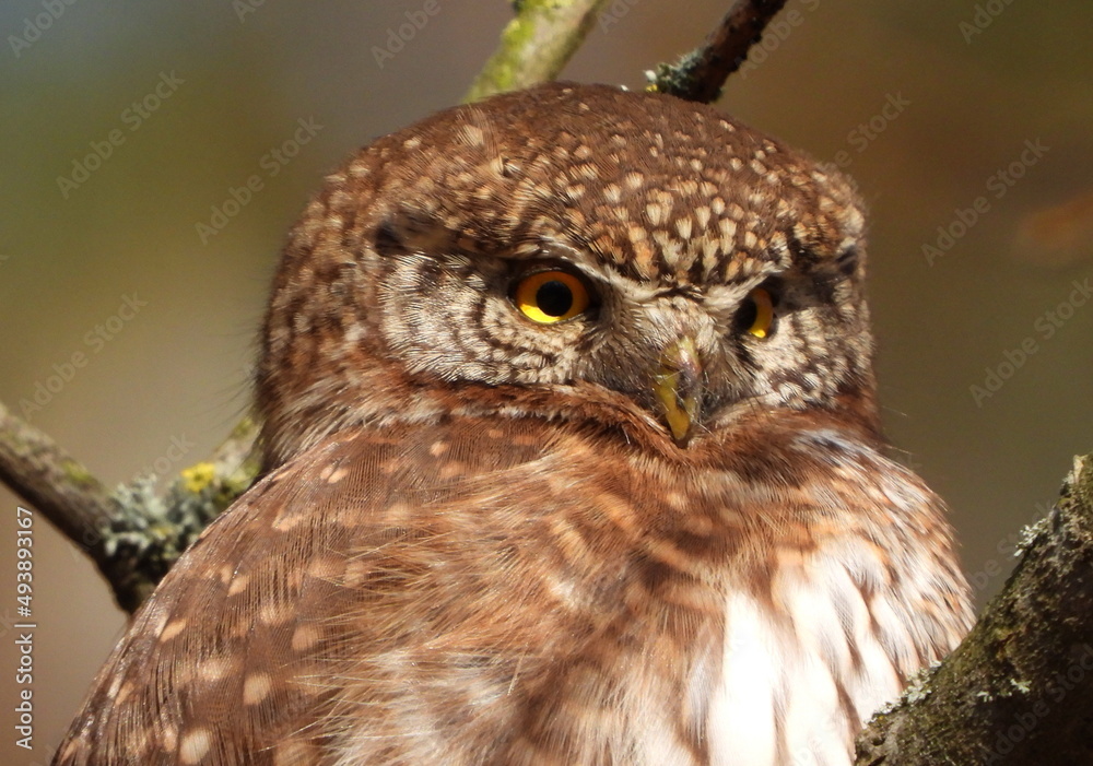 The Eurasian pygmy owl (Glaucidium passerinum) is the smallest owl in Europe. It is a dark reddish to greyish-brown, with spotted sides and half of a white ring around the back of the neck. The Eurasian pygmy owl (Glaucidium passerinum) is the smallest owl in Europe. It is a dark reddish to greyish-brown, with spotted sides and half of a white ring around the back of the neck.