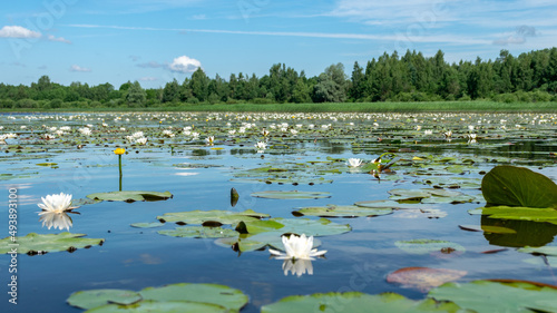Fotografie, Obraz aquatic vegetation at the river bank on a sunny summer day, the lotus background
