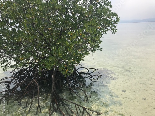 A ocean tree of Caohagan island, Philippine 