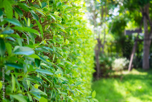 Beautiful green garden outside the house