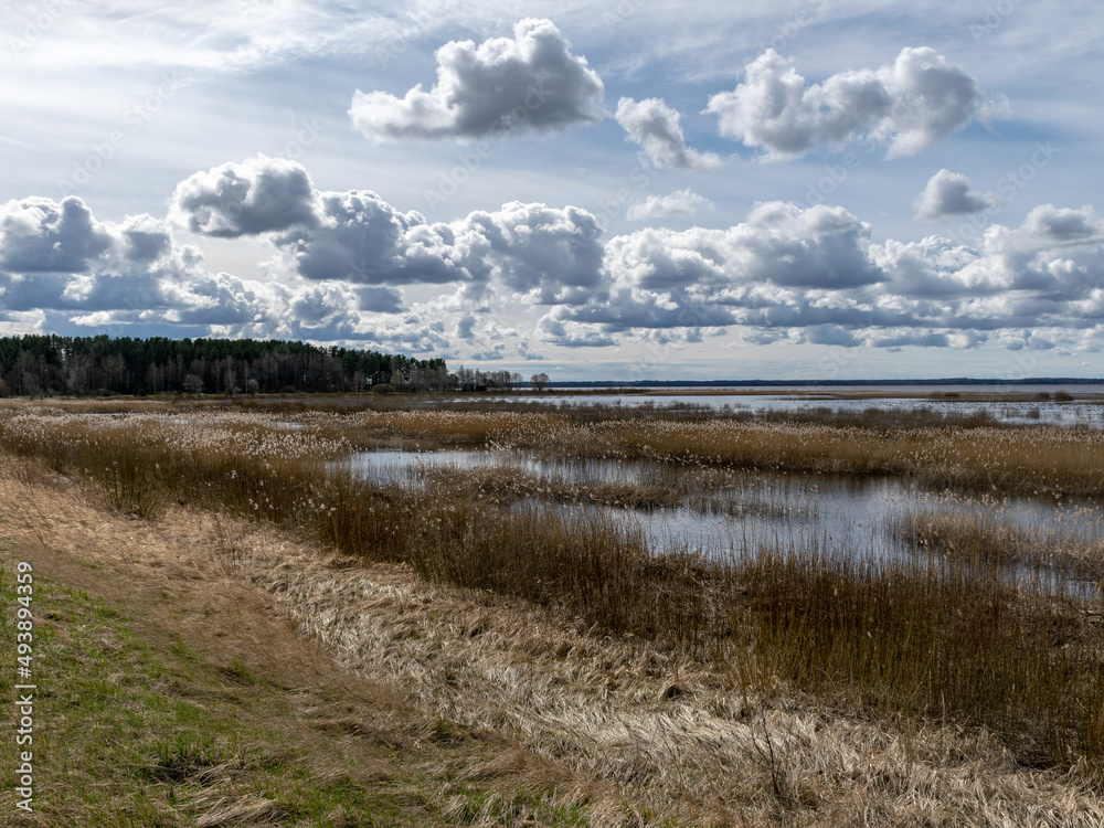 flooded lake shore, overgrown with last year's reeds and bushes, bird migration, beautiful cumulus clouds