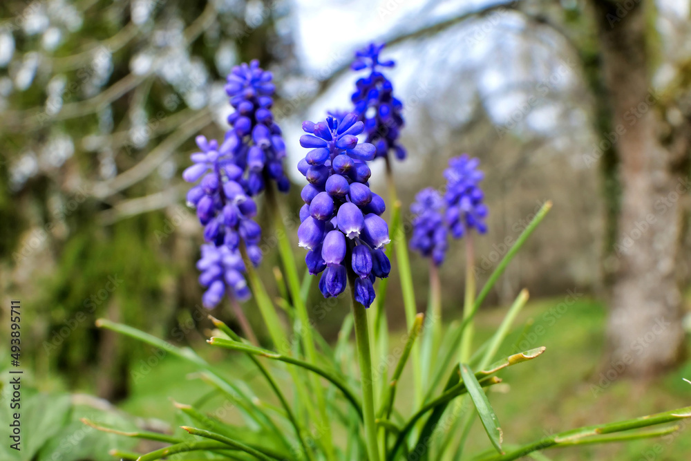 Grape Hyacinth aka Muscari in a woodland setting
Grape Hyacinth aka Muscari in a woodland setting