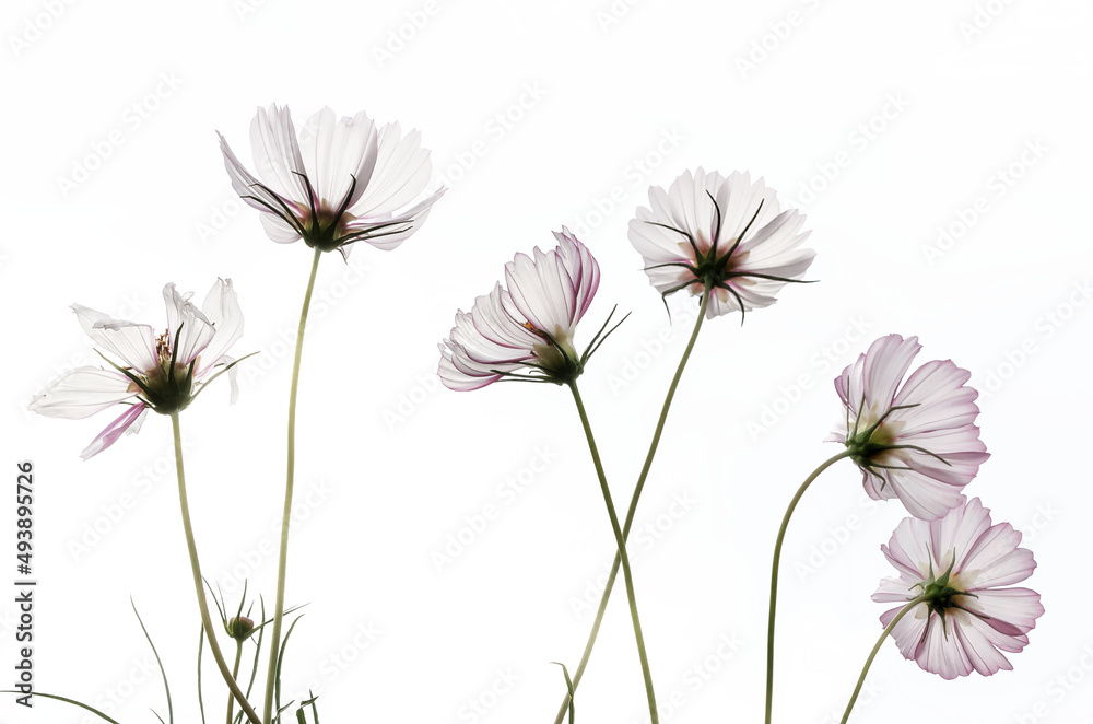 Fototapeta premium pink and white daisies