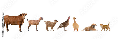 rural animals isolated on white background