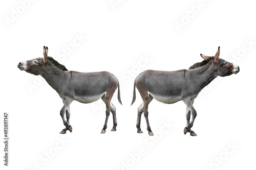 two donkeys walk away from each other isolated on white