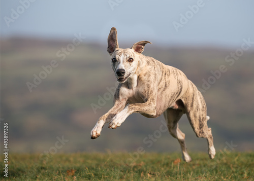 Whippet running