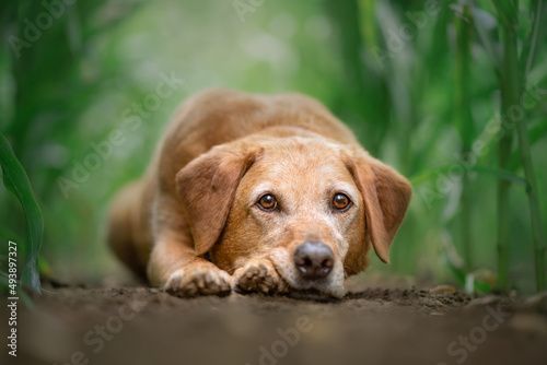 Fox red Labrador lying in a maize field