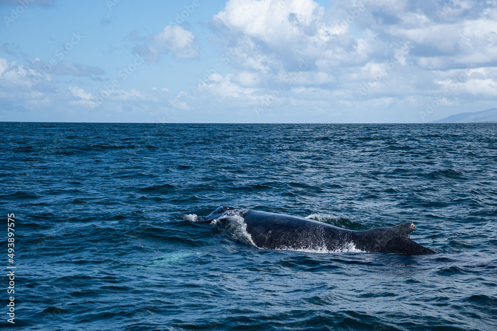 The fin of a humpback whale appearing above the surface of the Atlantic Ocean. The fin of a humpback whale appearing above the surface of the Atlantic Ocean.