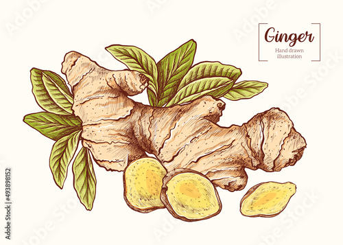 Ginger with leaves in vintage engraving style. Sliced ginger root. Vector Hand Drawn. Sketch Botanical Illustration. Eco healthy food. Superfood. Menu design, restaurant, shop