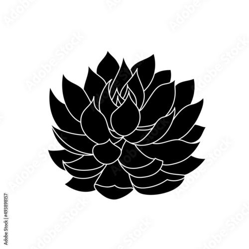 Succulent echeveria in simple style, vector illustration. Desert flower for print and design. Silhouette mexican plant, graphic isolated element on a white background. Houseplant for decor interior