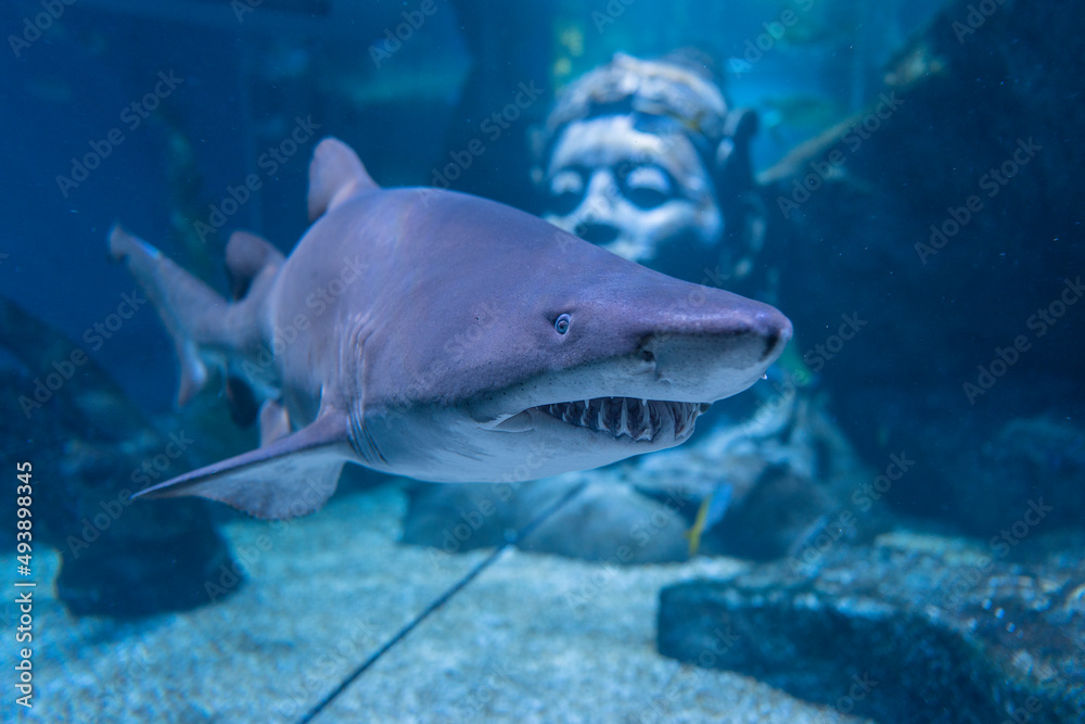 Close up of great shark swimming underwater