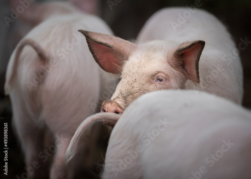 Pig