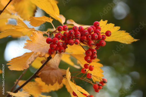 Rowan tree branch with red berries outdoors, closeup
