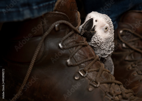 African Grey Parrot resting head on owner's boots
