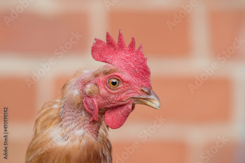 Chicken standing in front of brick wall