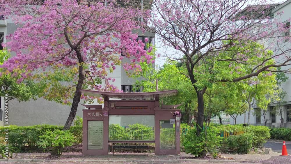 The most beautiful bus stop with red wind tree wood, Tainan, Taiwan The most beautiful bus stop with red wind tree wood, Tainan, Taiwan