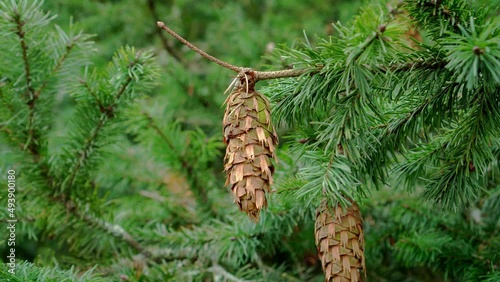 Green Douglas fir branch with cones close up. Conifer tree. Pseudotsuga menziesii photo