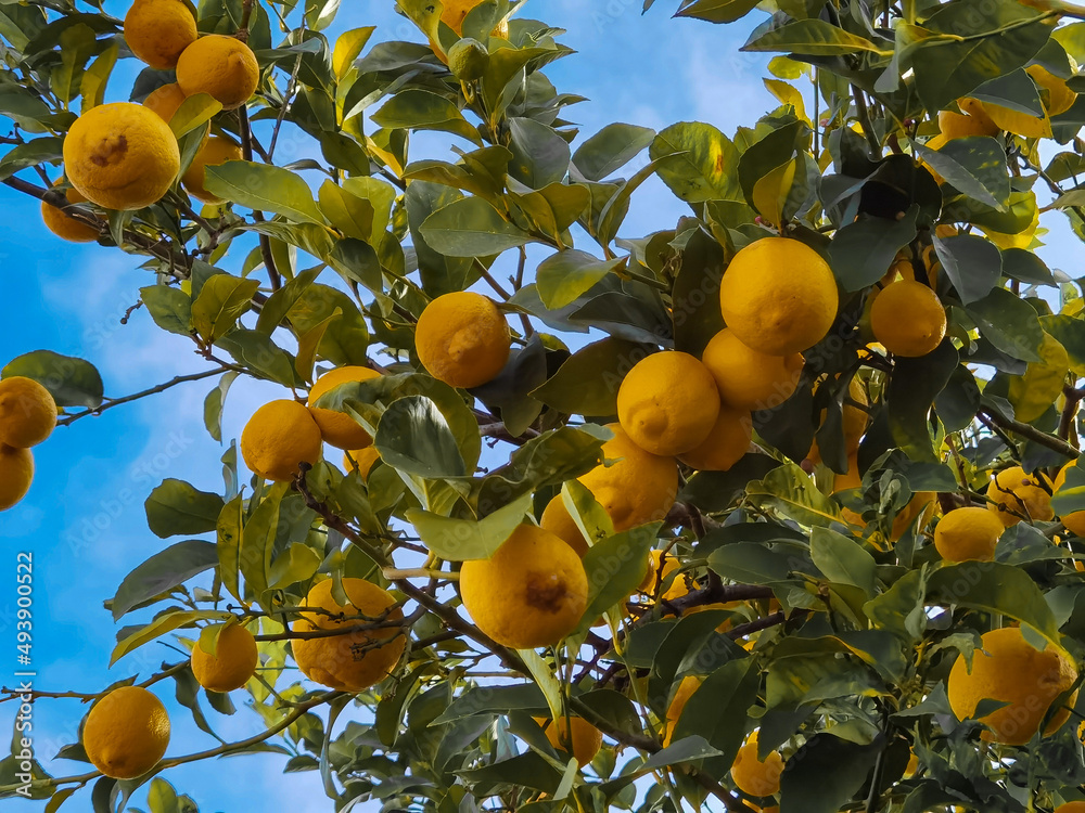 lemons on lemon tree yellow ripe green leaves sky of sunny day background