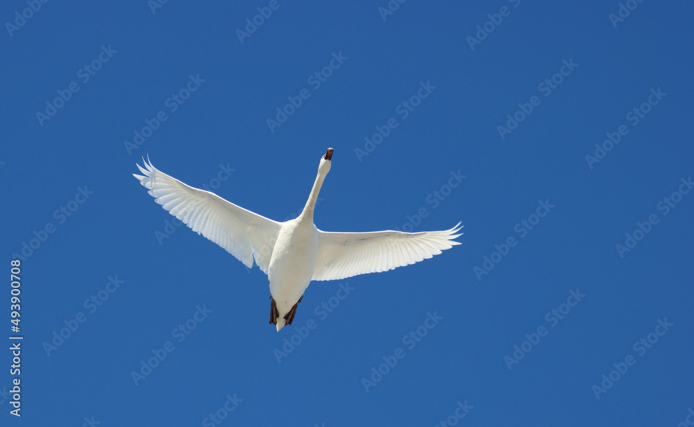 Fototapeta premium Mute swan