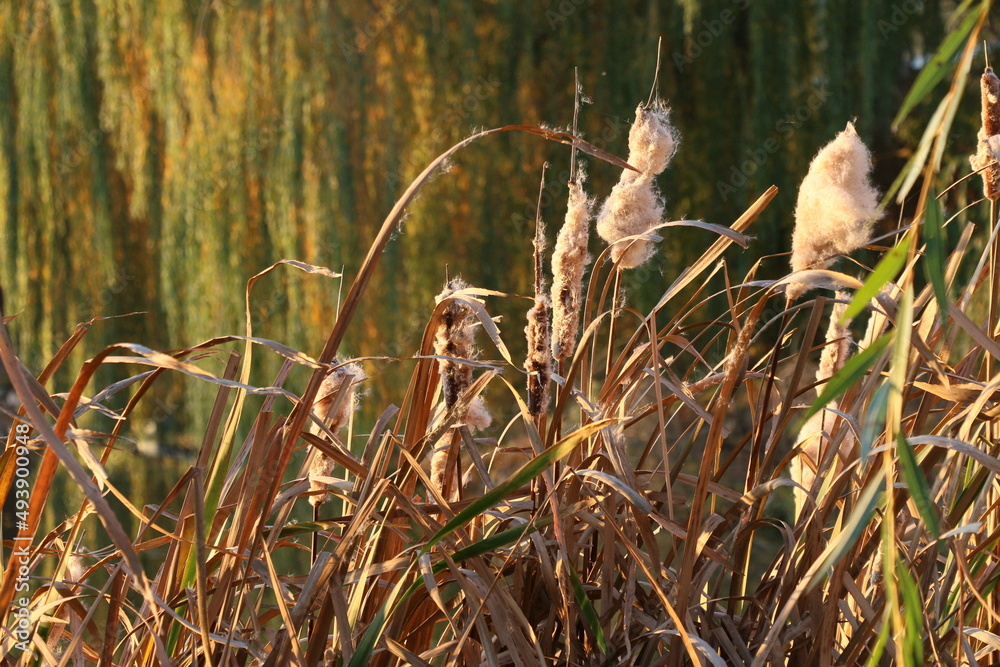 Autumn landscape. Reeds over the lake. Autumn morning over the river. Reeds on a background of autumn willows on the lake. Yellowed leaves Autumn landscape. Reeds over the lake. Autumn morning over the river. Reeds on a background of autumn willows on the lake. Yellowed leaves